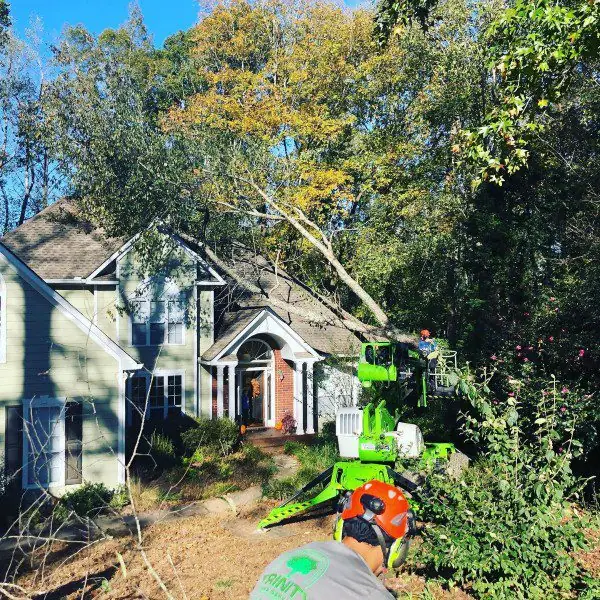 Technical tree removal in Cumming GA using controlled sectional removal