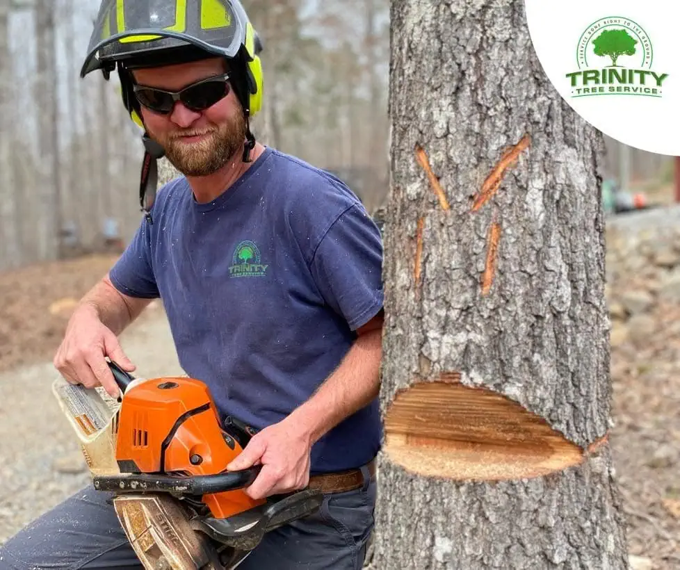 Large tree removal service in Cumming GA with professional cleanup